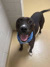 adoptable Dog in  named TANGO