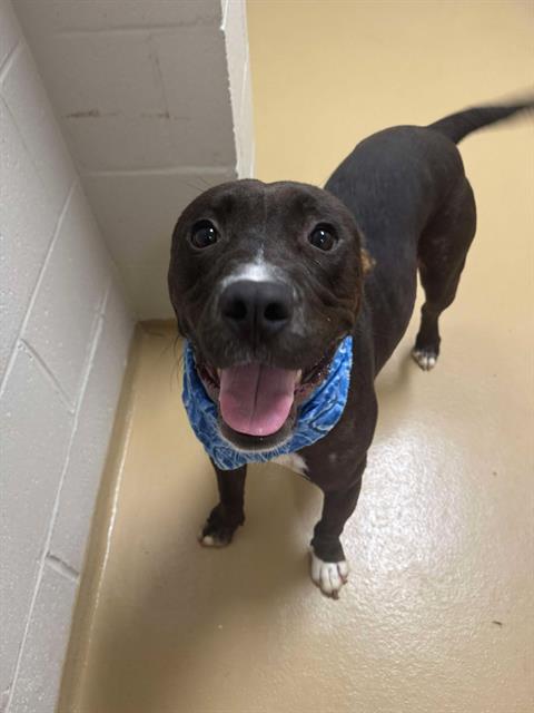 picture of the dog needing adoption
