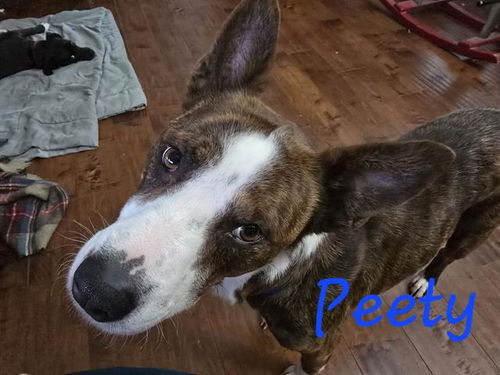 picture of the dog needing adoption