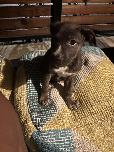 adoptable Dog in Pasadena, TX named AVA