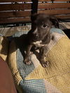 adoptable Dog in  named AVA