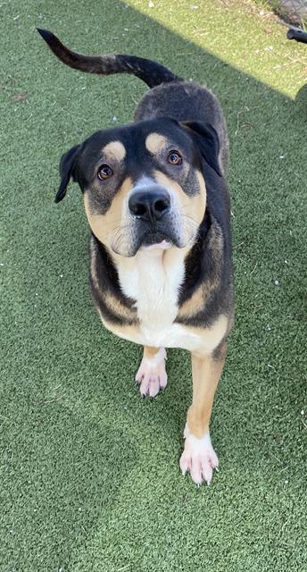 adoptable Dog in Pasadena, TX named SCOUT
