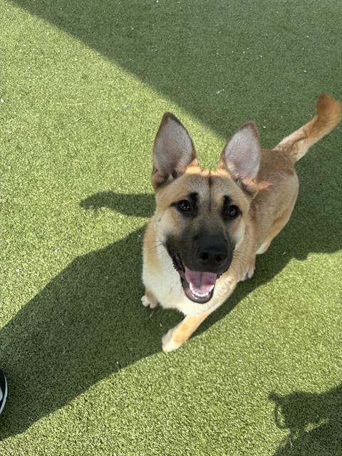 adoptable Dog in Pasadena, TX named BARNEY