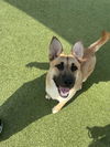 adoptable Dog in  named BARNEY