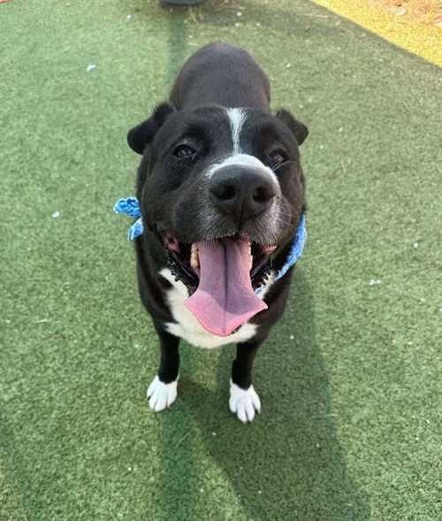 picture of the dog needing adoption