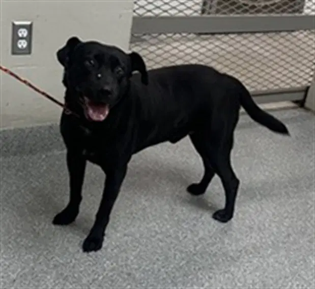 George - Labrador Retriever
