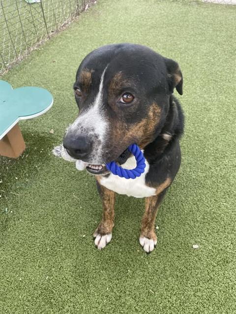 adoptable Dog in Pasadena, TX named EEYORE