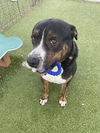 adoptable Dog in  named EEYORE