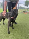 adoptable Dog in  named EMILY