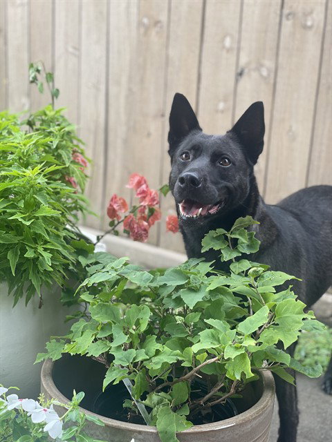 EMILY - Belgian Shepherd Malinois available for adoption