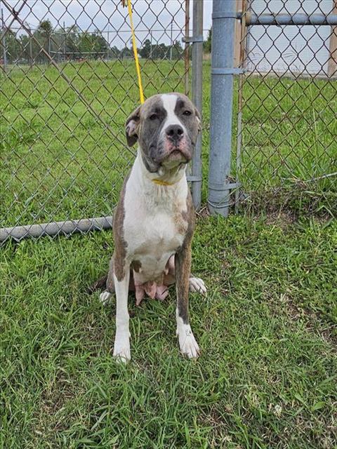 adoptable Dog in Pasadena, TX named TAYLOR