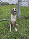adoptable Dog in  named TAYLOR