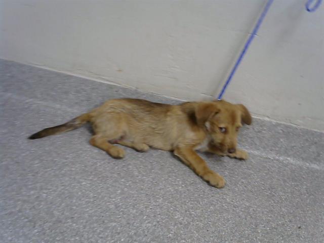 adoptable Dog in Pasadena, TX named A177876