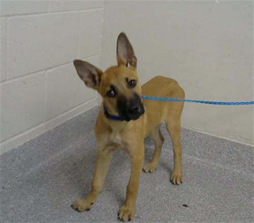 picture of the dog needing adoption