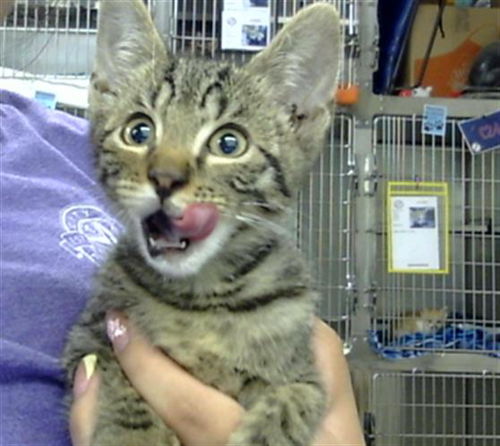 picture of the cat needing adoption