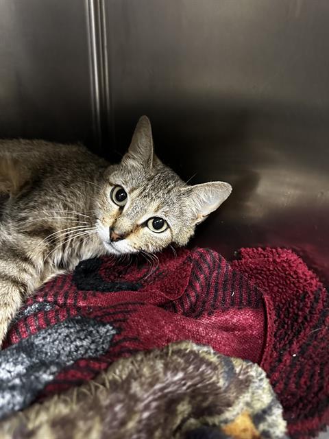 picture of the cat needing adoption
