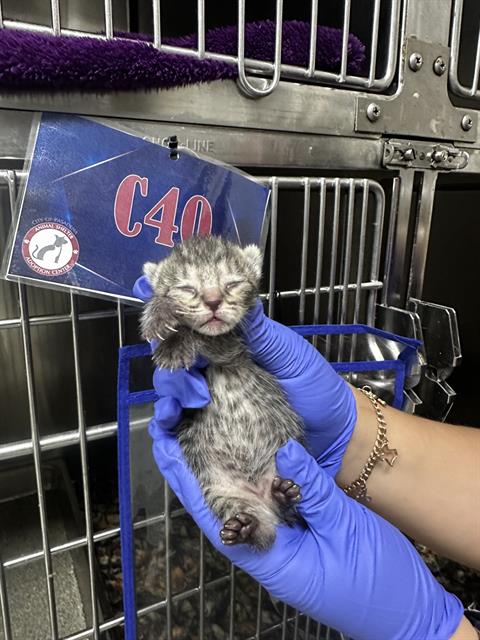 picture of the cat needing adoption