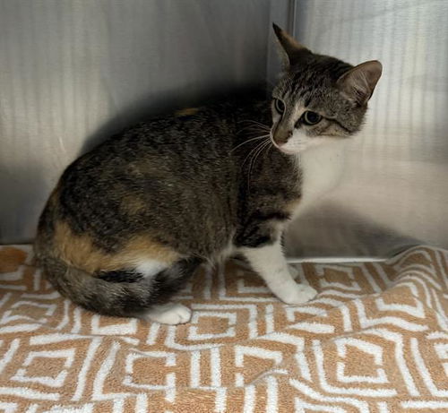 picture of the cat needing adoption