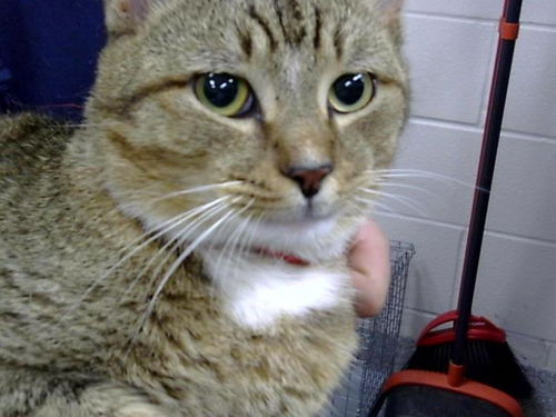 picture of the cat needing adoption