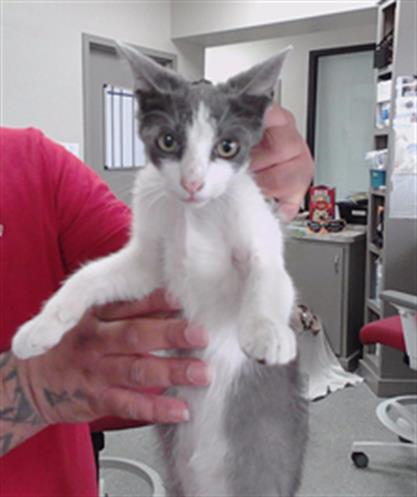 picture of the cat needing adoption