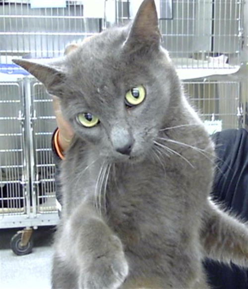 picture of the cat needing adoption