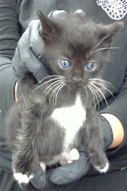 picture of the cat needing adoption