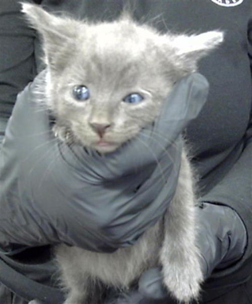 picture of the cat needing adoption
