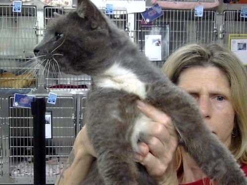picture of the cat needing adoption
