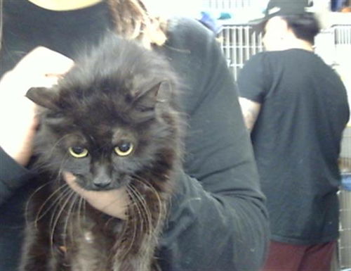 picture of the cat needing adoption
