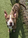 adoptable Dog in  named PHYLLIS