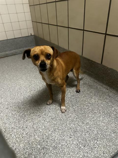 adoptable Dog in Pasadena, TX named PEPE