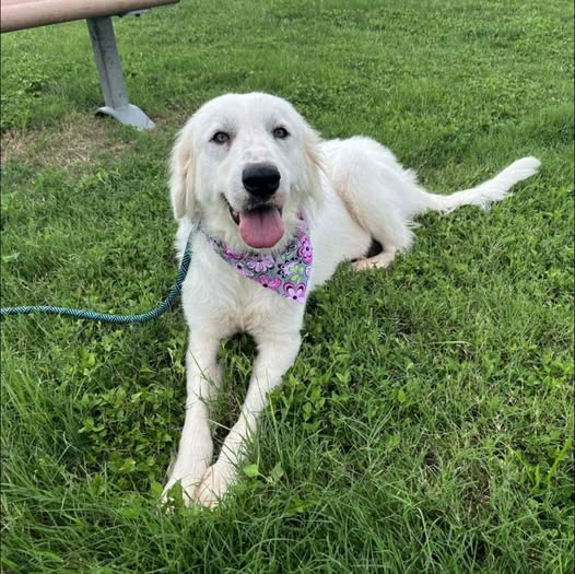 adoptable Dog in Pasadena, TX named SHELBY