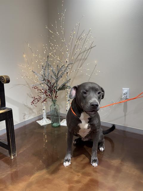 adoptable Dog in Pasadena, TX named JAKE