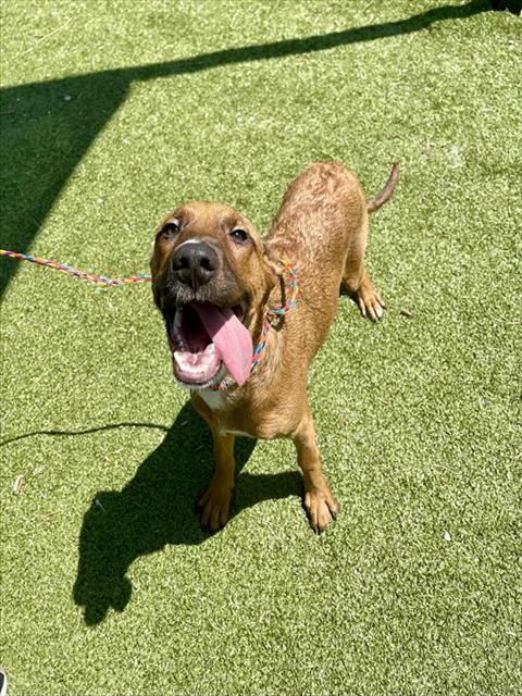 adoptable Dog in Pasadena, TX named LUIGI