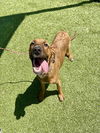 adoptable Dog in  named LUIGI