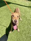 adoptable Dog in  named PEACH