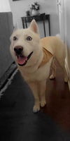 adoptable Dog in  named BRUNO