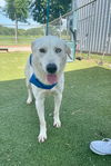 adoptable Dog in  named ZADE