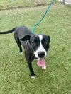 adoptable Dog in  named PEYTON