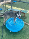 adoptable Dog in  named SLOANE
