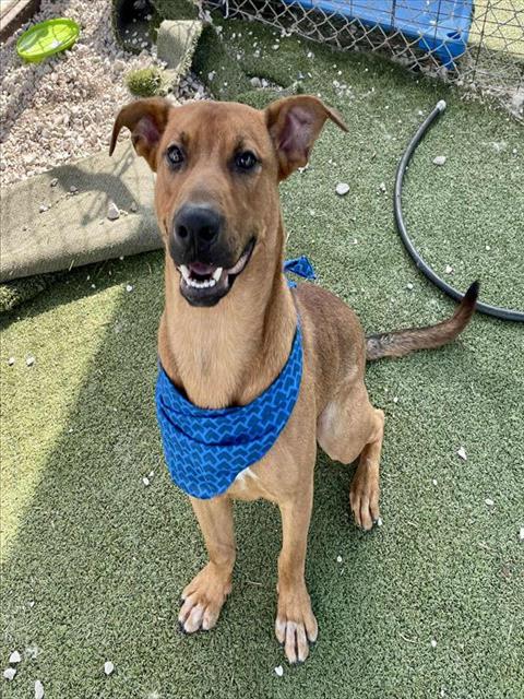 adoptable Dog in Pasadena, TX named BRANDON