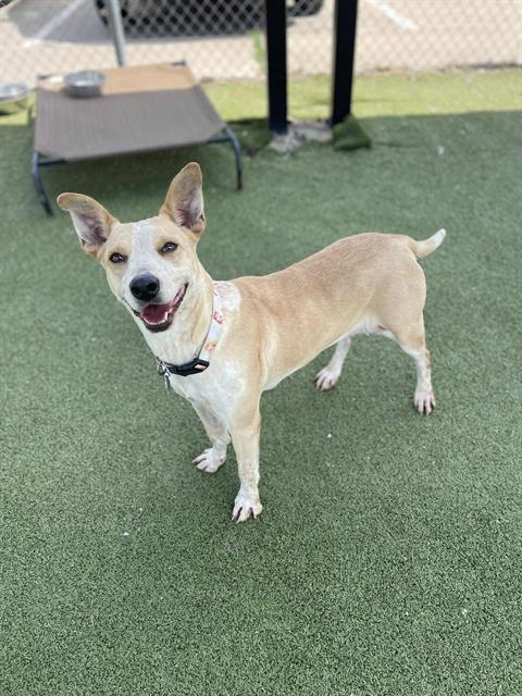 adoptable Dog in Pasadena, TX named PRINCESS