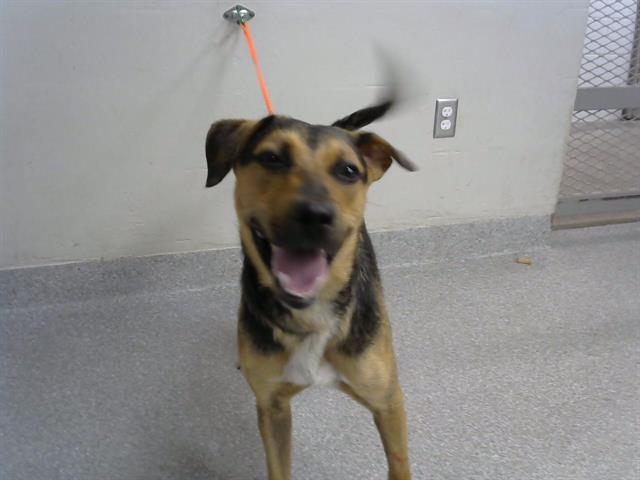 adoptable Dog in Pasadena, TX named MATTHEW