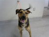 adoptable Dog in  named MATTHEW