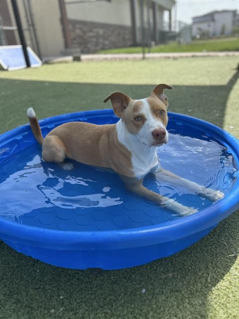 adoptable Dog in Pasadena, TX named DASH