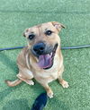 adoptable Dog in  named AINSLEY