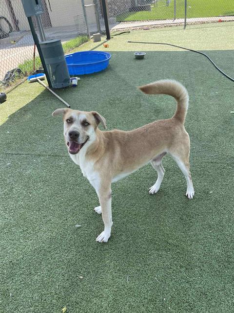 adoptable Dog in Pasadena, TX named BLUE