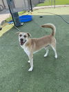 adoptable Dog in  named BLUE