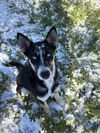 adoptable Dog in  named ATHENA