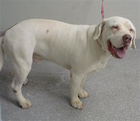 adoptable Dog in Pasadena, TX named AUSTIN